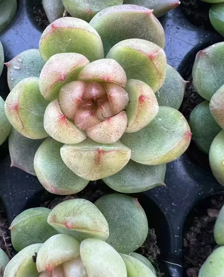 plant Aeonium Echeveria Haworthia  Caudex  Lithops Cactus  Agave 