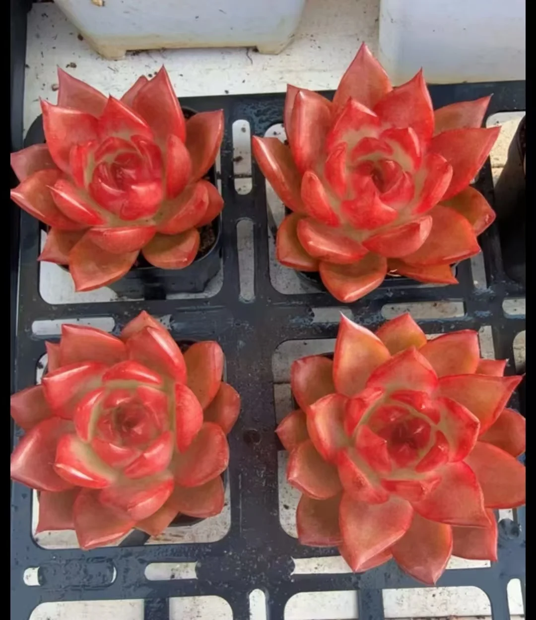 plant Aeonium Echeveria Haworthia  Caudex  Lithops Cactus  Agave 