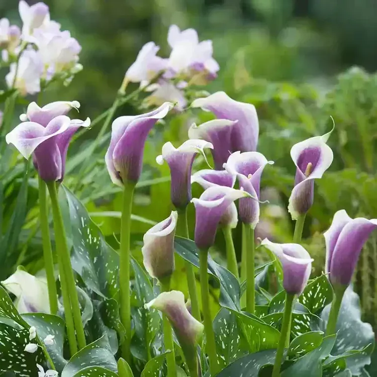 Calla Lily Bulbs – The Magical Bloom That Never Fails