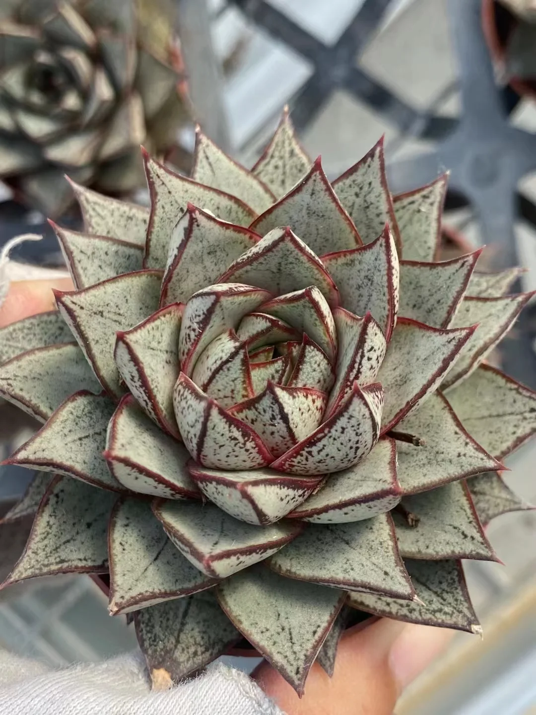   132. Lily brocade single head 4-5cm/ Echeveria /  Succulent plants / Garden landscape / Carefully select healthy plants