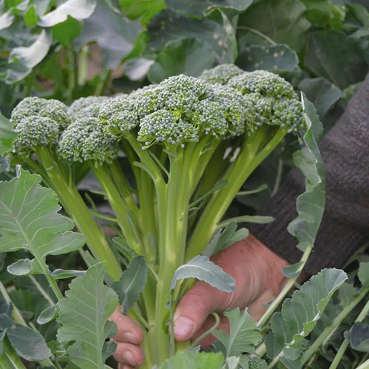 🌱[7 DAYS GERMINATION]50% OFF🥦100 PCS Broccoli-Cauliflower Seeds