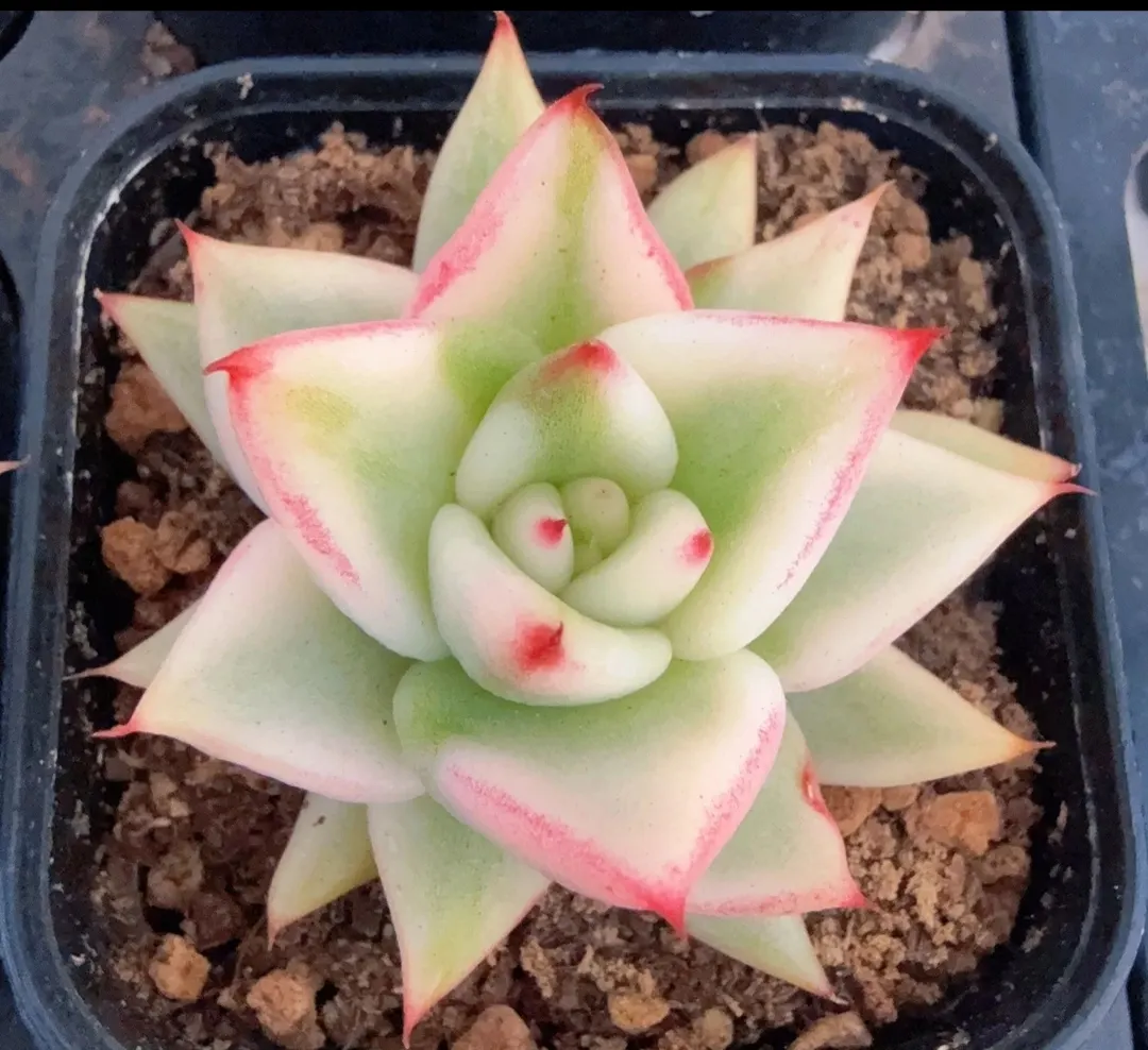 plant Aeonium Echeveria Haworthia  Caudex  Lithops Cactus  Agave 