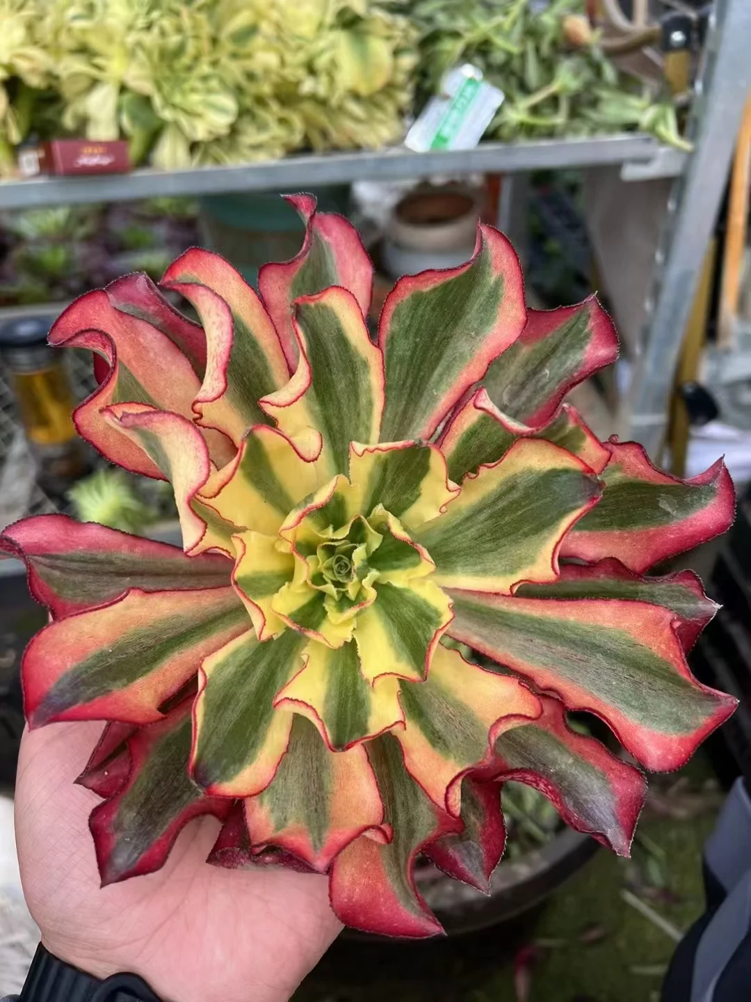 plant Aeonium Echeveria Haworthia  Caudex  Lithops Cactus  Agave 