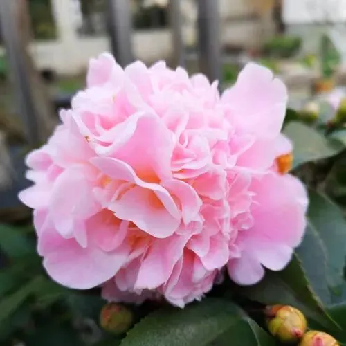 Camellias Seeds