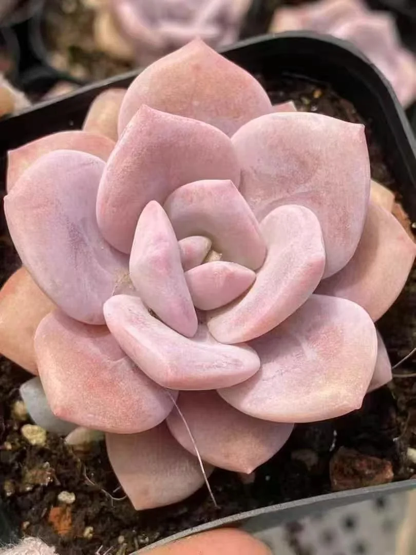 plant Aeonium Echeveria Haworthia  Caudex  Lithops Cactus  Agave 