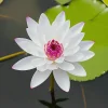 🌸[7 days germination] Last Day Sale -49% OFF💐The Sacred Bonsai Bowl Lotus Flower