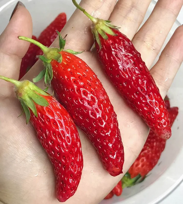 Super Sweet Chili-Shaped Strawberry Seeds