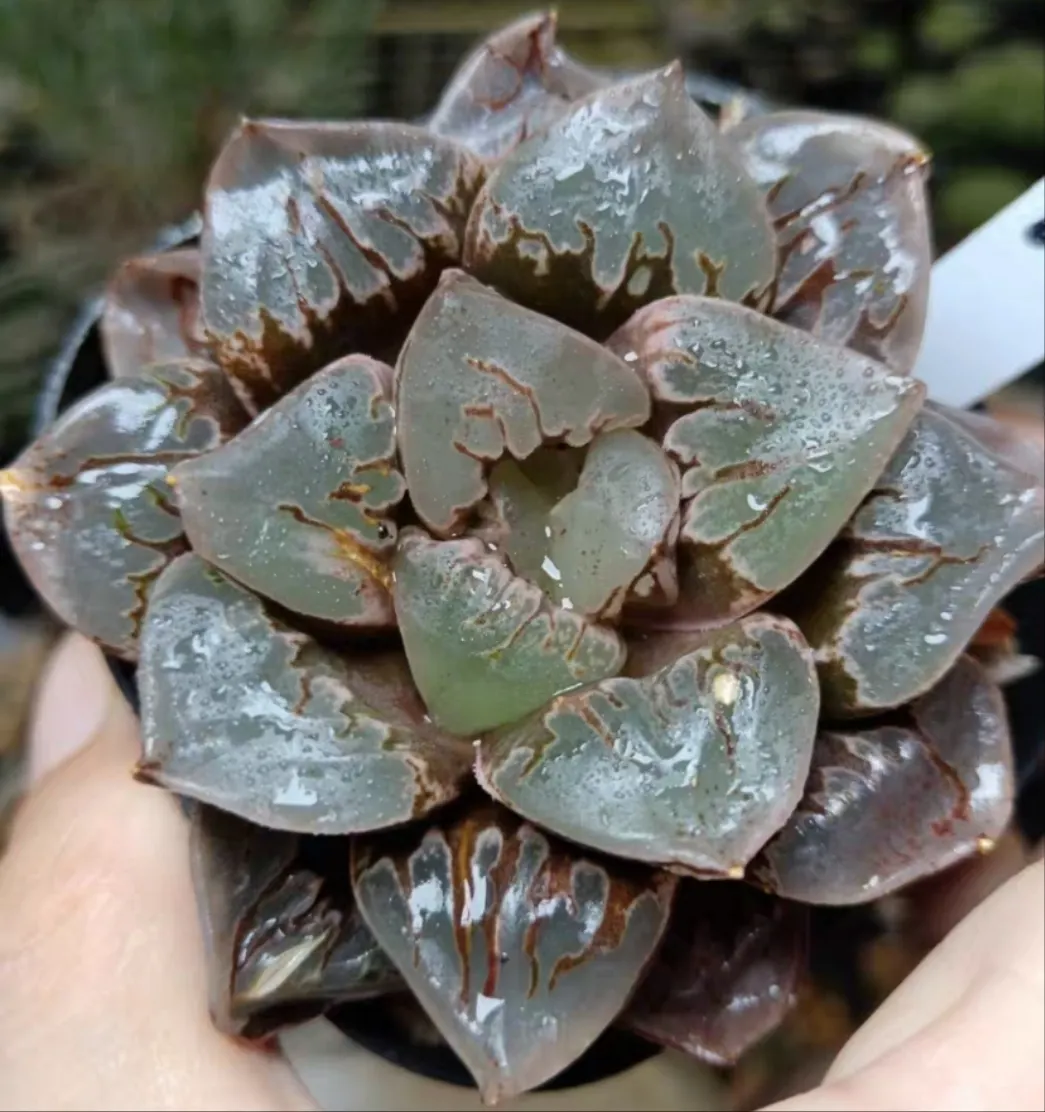 plant Aeonium Echeveria Haworthia  Caudex  Lithops Cactus  Agave 