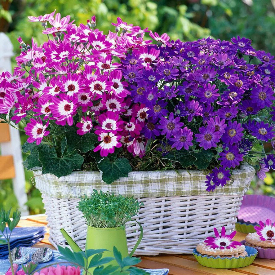Cineraria Mix Flower Seeds-Over 10 Colors