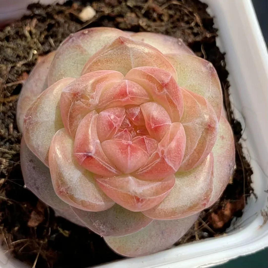 plant Aeonium Echeveria Haworthia  Caudex  Lithops Cactus  Agave 