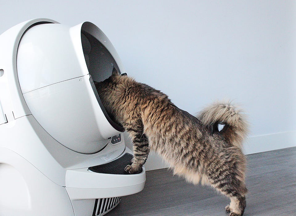 Cat looking into a Litter Robot