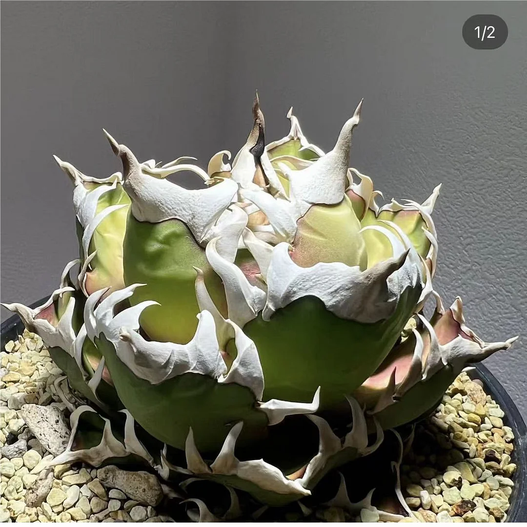 997.Agave Titanota Sad/Agave plants/ Succulent plants / Garden landscape / Carefully select healthy plants