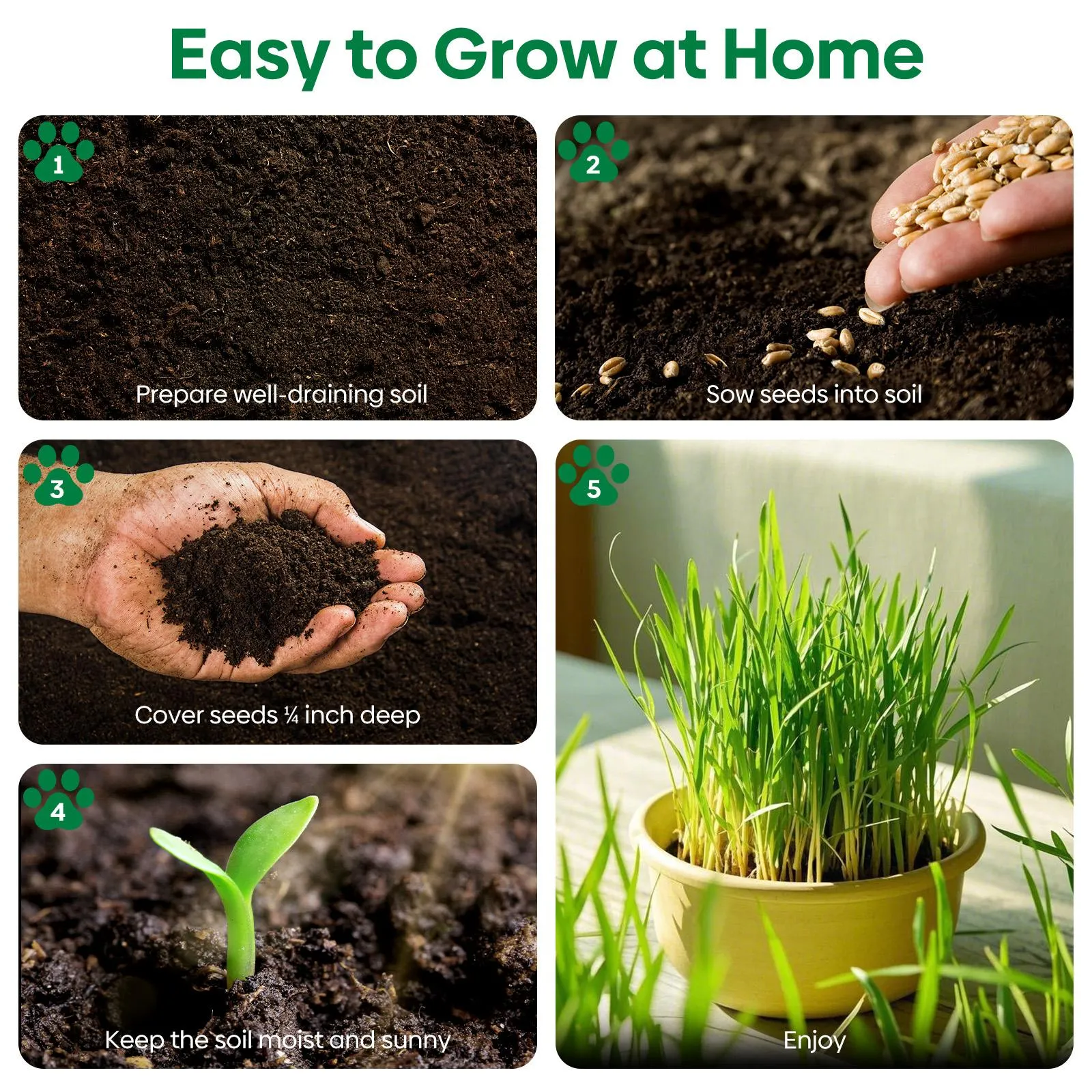 Grow Fresh Cat Grass Seeds at Home