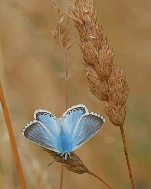 

Adonis Blue – Paint By Numbers - 40*50CM, 501 Original