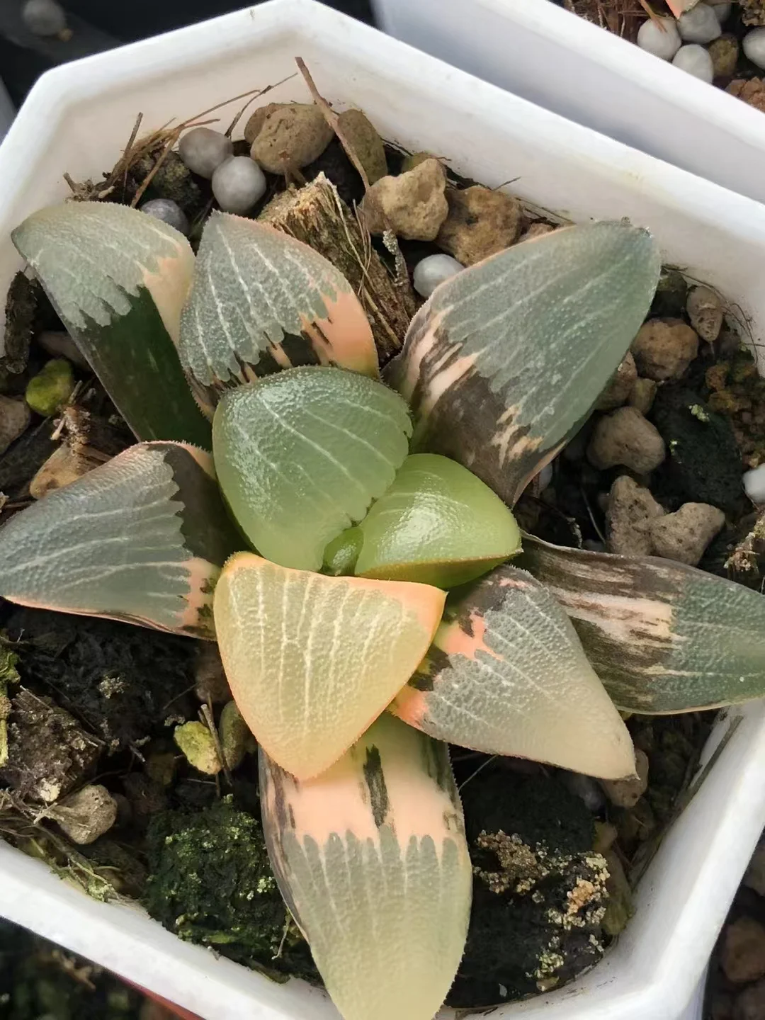 onestock haworthia Hetian Jade No. 1 4-5cm / haworthia / Succulent plants / Garden landscape / Carefully select healthy plants