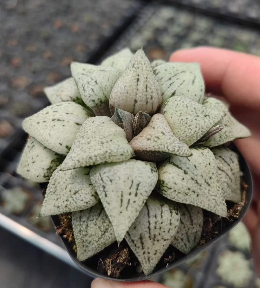 886.   Spring snow    5cm /Haworthia/ Succulent plants / Garden landscape / Carefully select healthy plants
