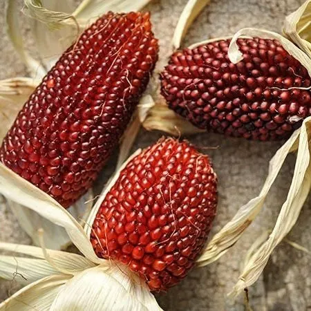 🍓&🌽Strawberry Corn seeds - 2023 popular seeds