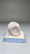 1/10 Scale Kabuto & Kabutops - Pokemon Statue - MiuMiu Studio