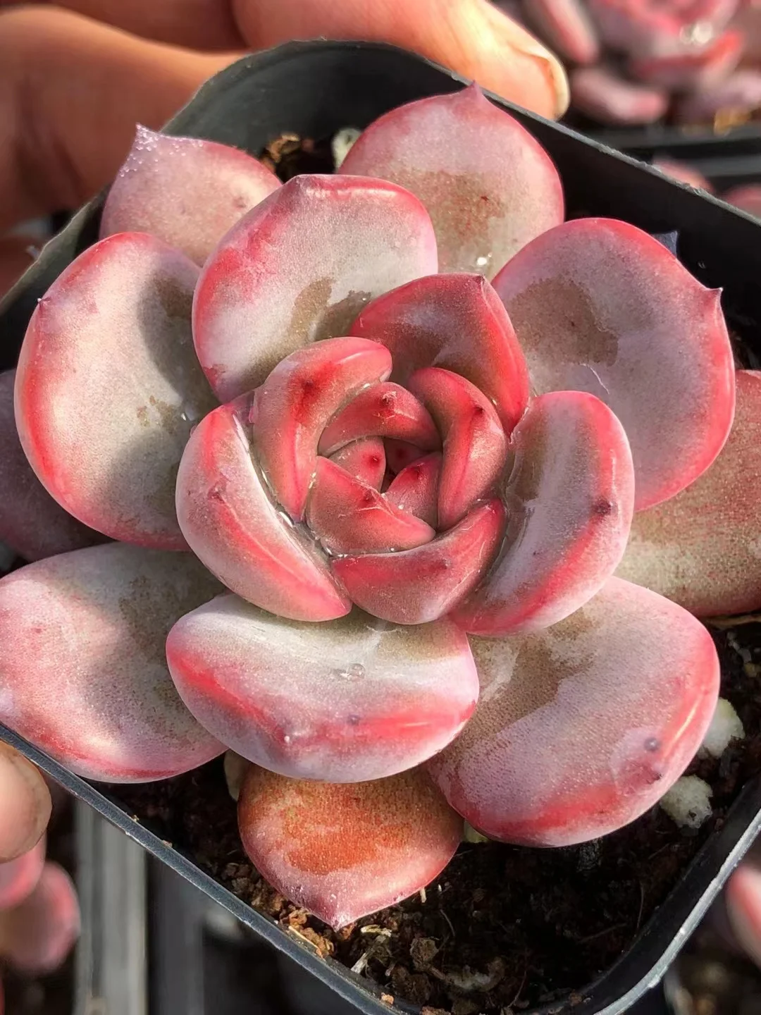 506.Echeveria  Madonna.  single head /Echeveria / Succulent plants / Garden landscape / Carefully select healthy plants