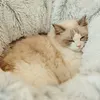 Winter Warm Cat Cave Round Foldable Cat House Long Plush Cat Tunnel Bed Cat Tube