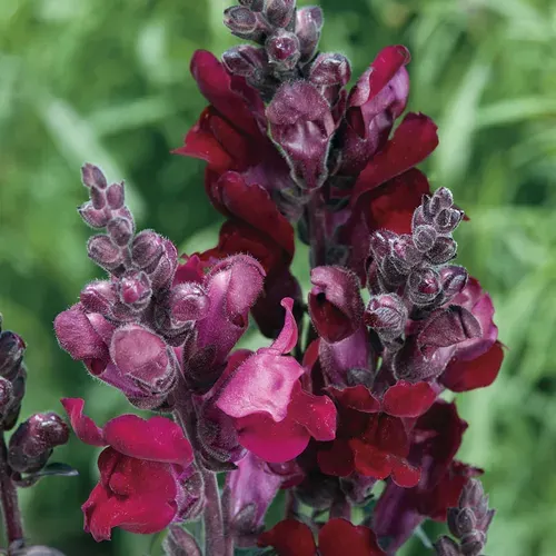 black snapdragon-'Black Prince'