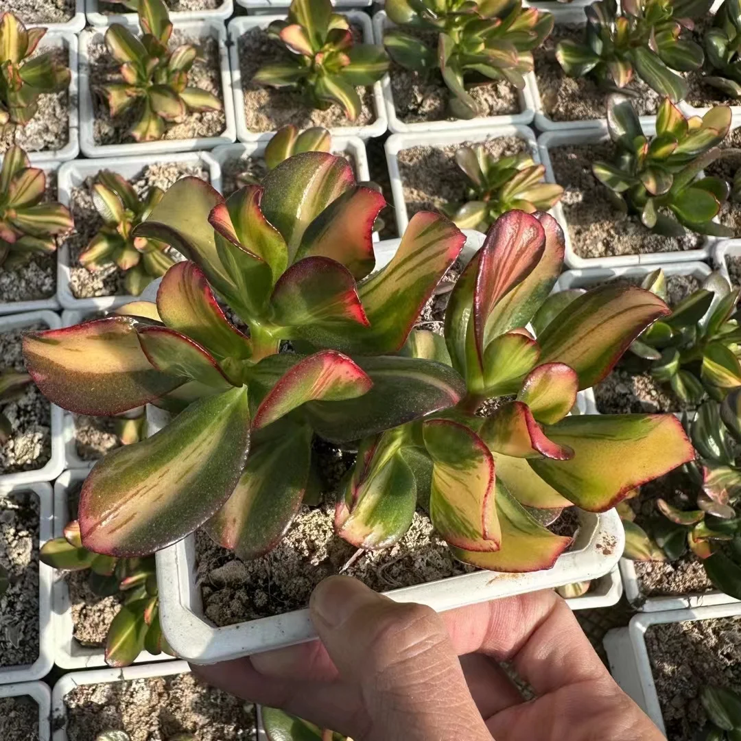 plant Aeonium Echeveria Haworthia  Caudex  Lithops Cactus  Agave 