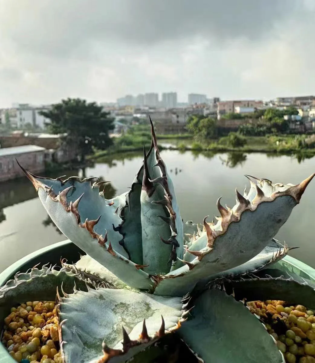 fk15Agave Titanota Lion s Mane 12cm/Agave plants/ Succulent plants / Garden landscape / Carefully select healthy plants