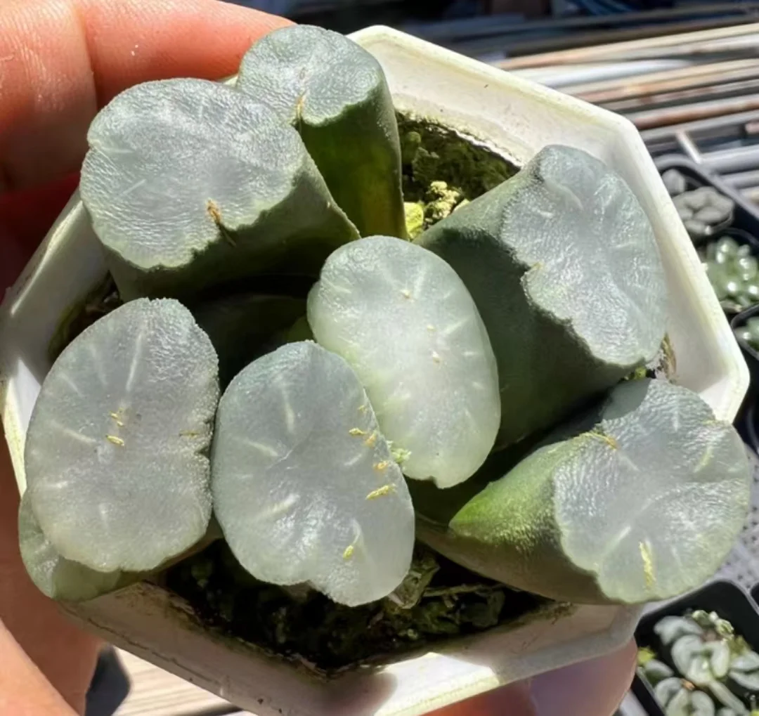 plant Aeonium Echeveria Haworthia  Caudex  Lithops Cactus  Agave 