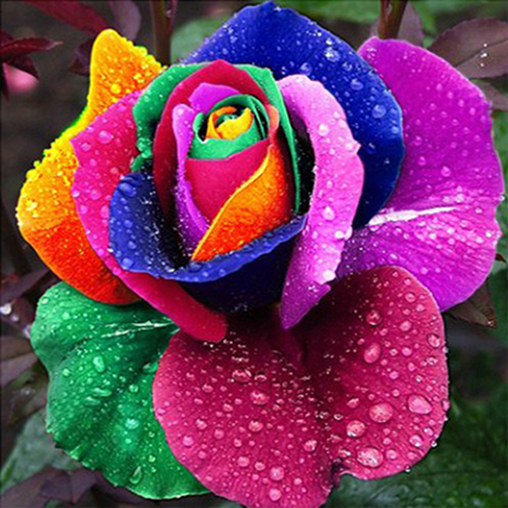 Flower-Paint by Numbers-8"x8"/20x20cm