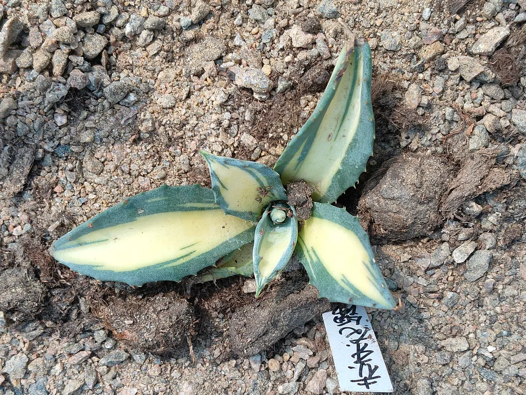plant Aeonium Echeveria Haworthia  Caudex  Lithops Cactus  Agave 