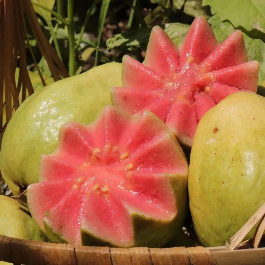 Pink Guava Seeds for Planting- Suitable for Pots,Greenhouses, and Outdoor Gardens