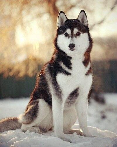 

Adorable Husky Dog – Paint By Numbers - 40*50CM, 501 Original
