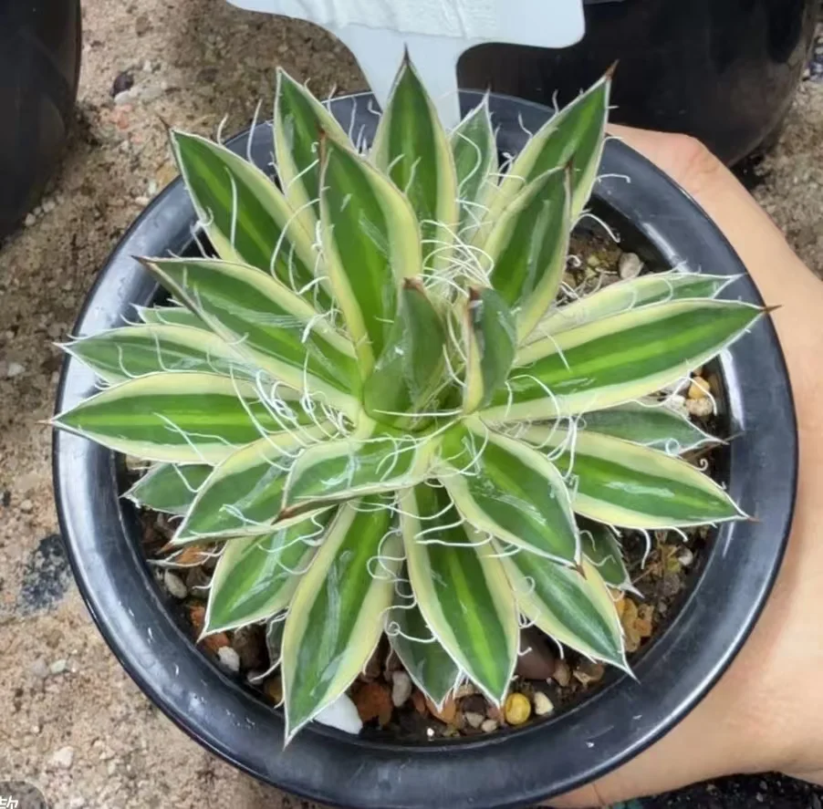 1066.Agave filifera Ouhi-Midare-Yuki 8-10cm/Agave plants / Succulent plants / Garden landscape / Carefully select healthy plants