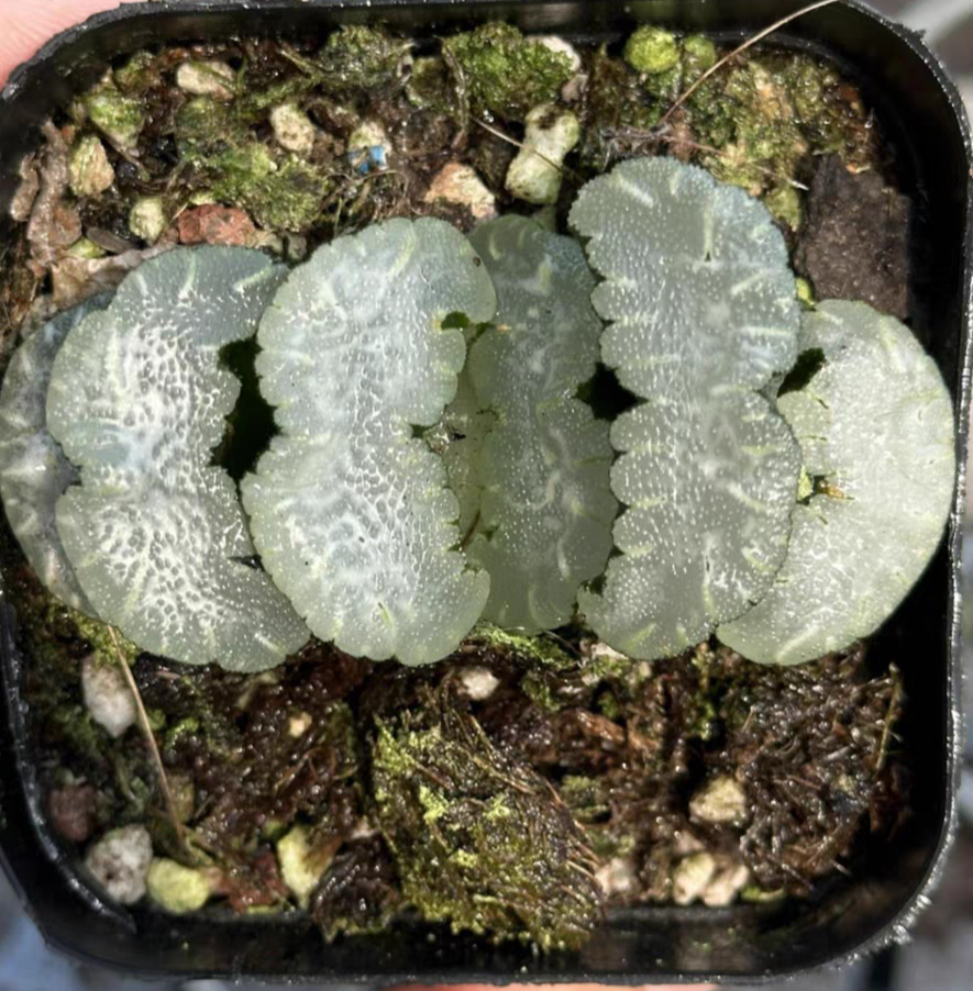 bjbm23.Haworthia truncata White Bear  5-6cm/ Haworthia/ Succulent plants / Garden landscape / Carefully select healthy plants