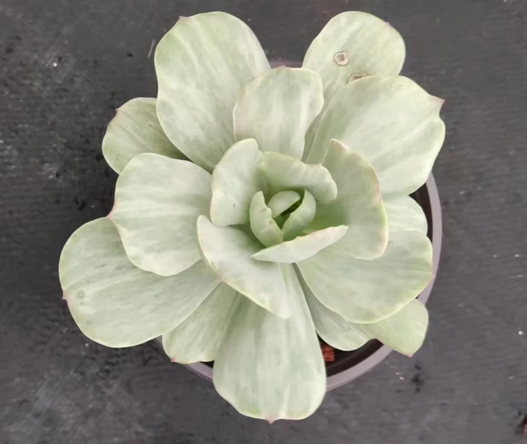 plant Aeonium Echeveria Haworthia  Caudex  Lithops Cactus  Agave 