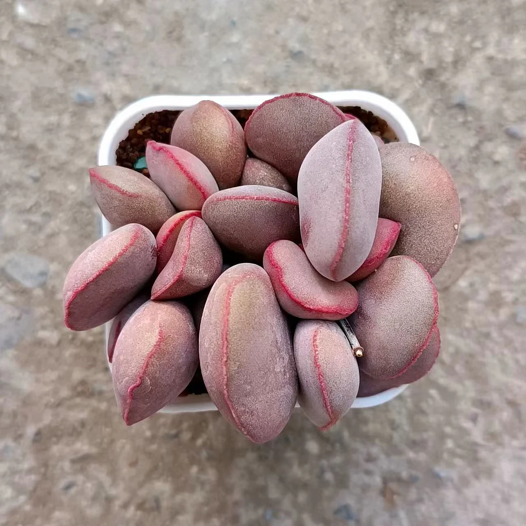 plant Aeonium Echeveria Haworthia  Caudex  Lithops Cactus  Agave 