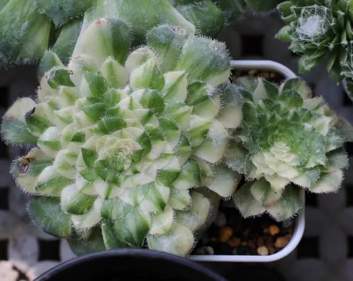 plant Aeonium Echeveria Haworthia  Caudex  Lithops Cactus  Agave 