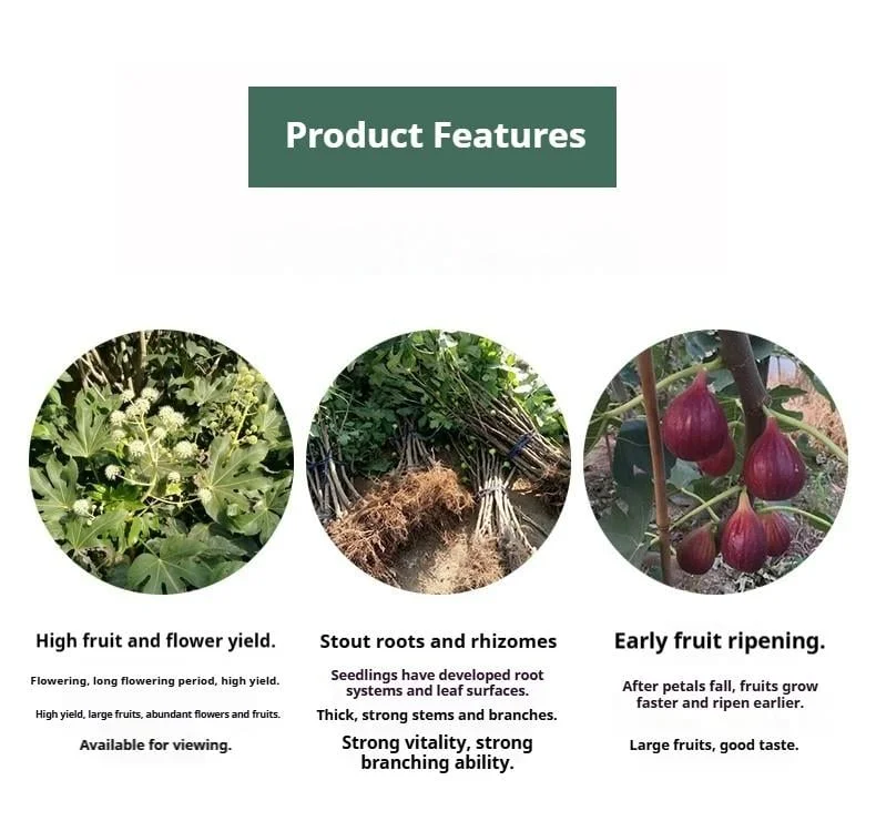 Mission Fig – Ficus carica, évelő gyümölcsfa, tartós és könnyen termeszthető növény kertekbe és udvarokba Mission Fig – Ficus carica, évelő gyümölcsfa, tartós és könnyen termeszthető növény kertekbe és udvarokba