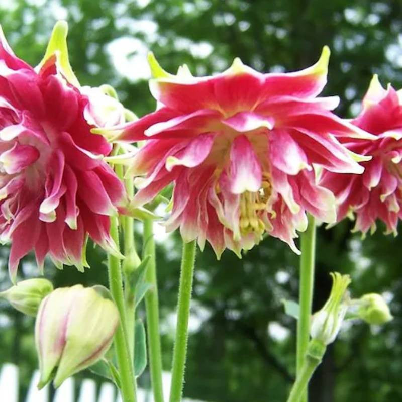 Nora Barlow Columbine Aquilegia Caerulea Flower Seeds Jonyparkseed®
