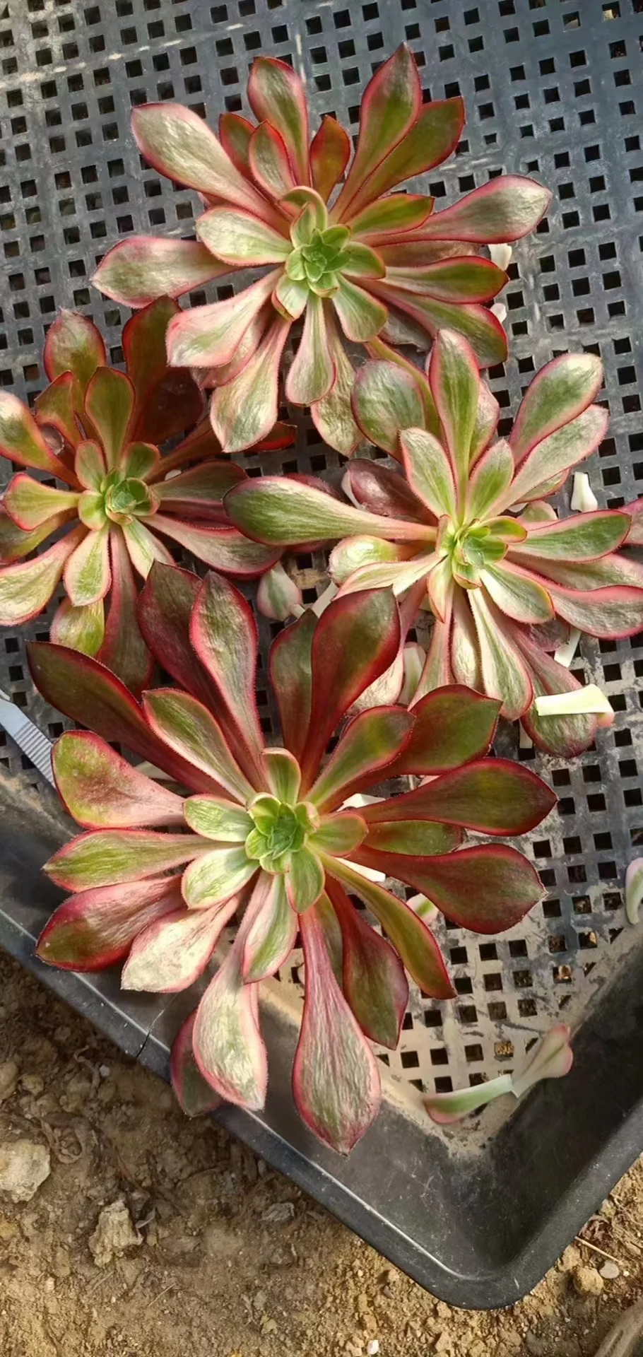 plant Aeonium Echeveria Haworthia  Caudex  Lithops Cactus  Agave 