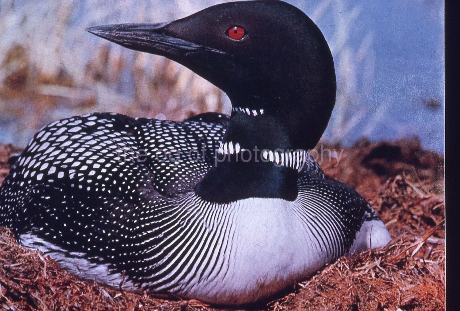 COMMON LOON 35mm SLIDE BIRD Vintage COLOR Photo Poster painting 15 T 19 C