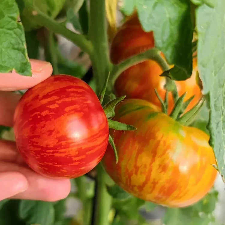 Heirloom Tomato Seeds-Red Zebra