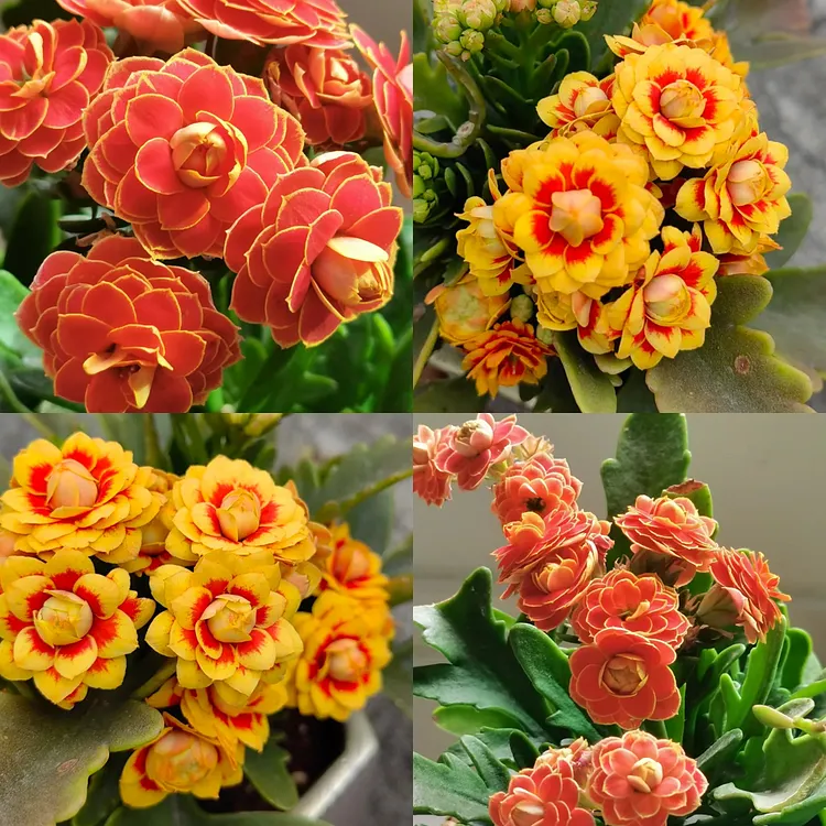 Golden Fox Longevity Flower Seeds 【 Two colors】