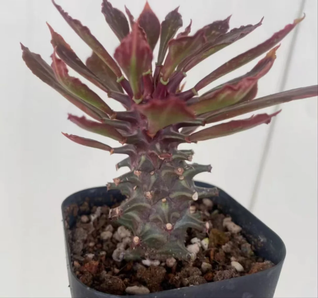 plant Aeonium Echeveria Haworthia  Caudex  Lithops Cactus  Agave 