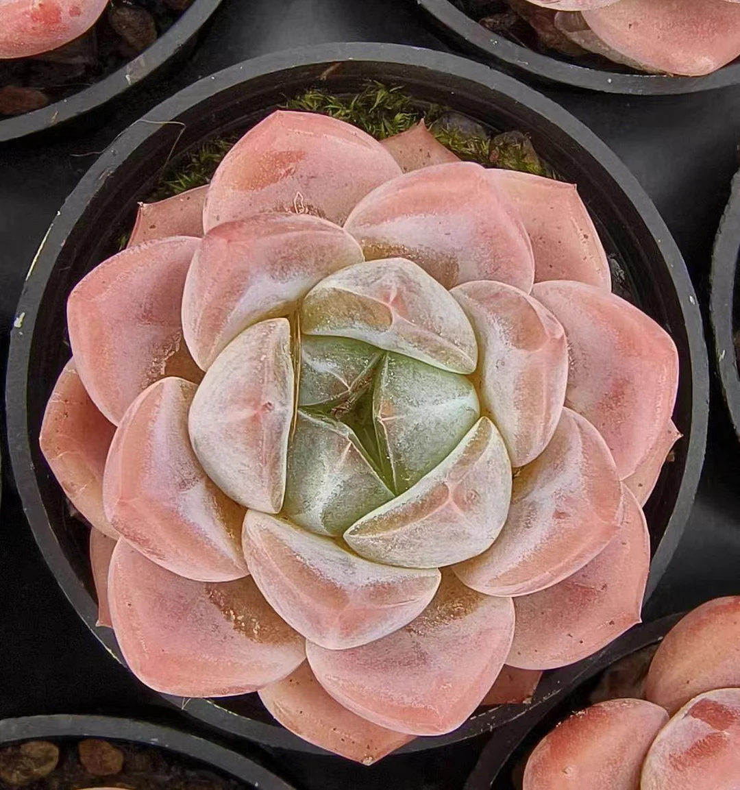 plant Aeonium Echeveria Haworthia  Caudex  Lithops Cactus  Agave 