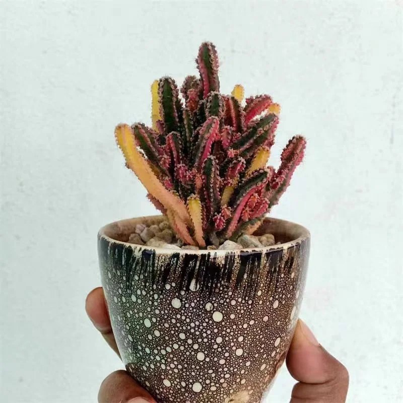 plant Aeonium Echeveria Haworthia  Caudex  Lithops Cactus  Agave 