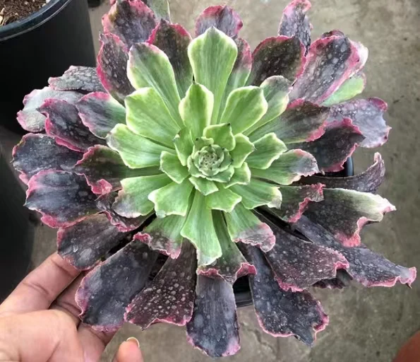 plant Aeonium Echeveria Haworthia  Caudex  Lithops Cactus  Agave 