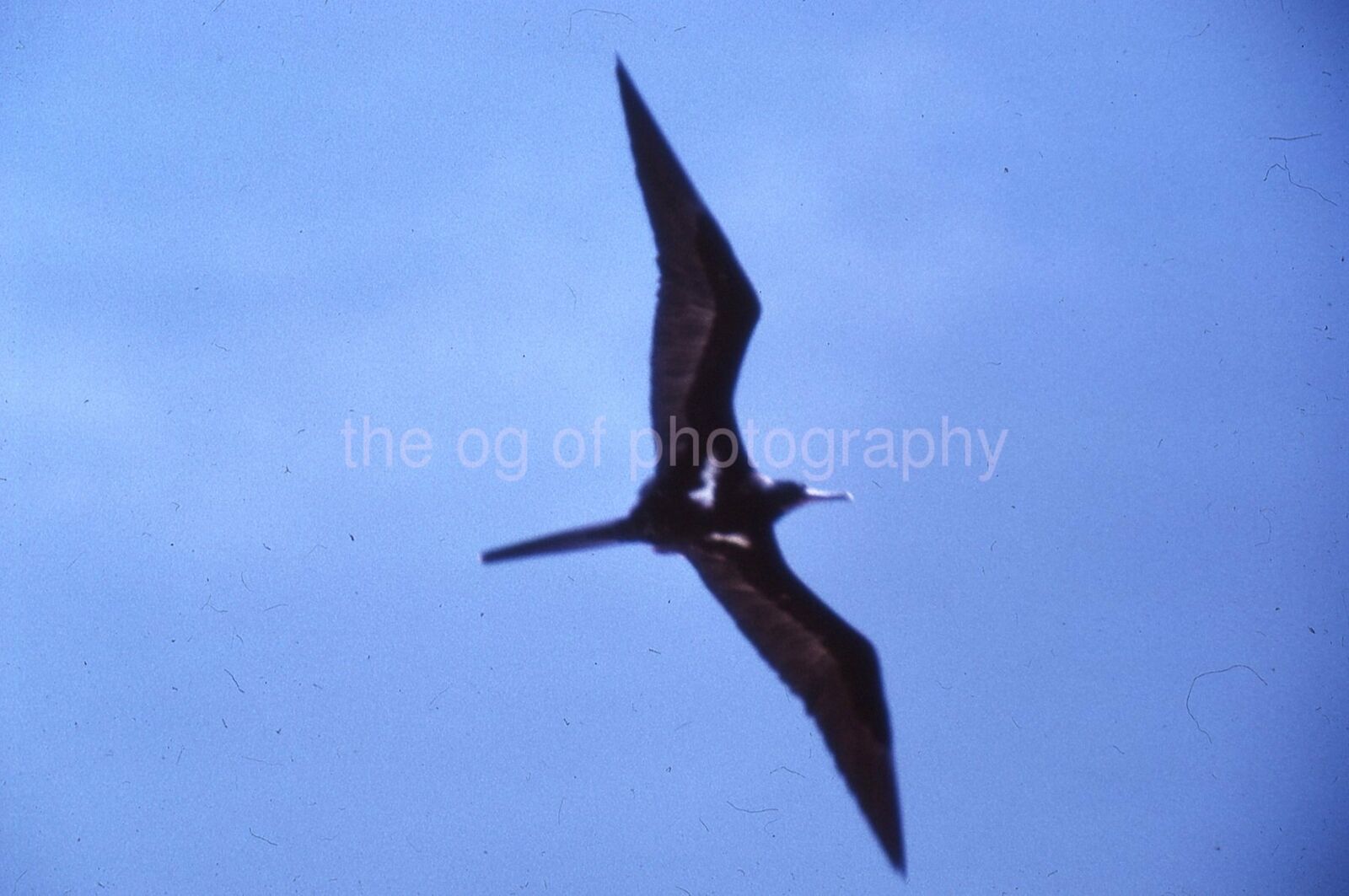 LESSER FRIGATE BIRD 35mm FOUND SLIDE Vintage COLOR Photo Poster painting 15 T 22 C