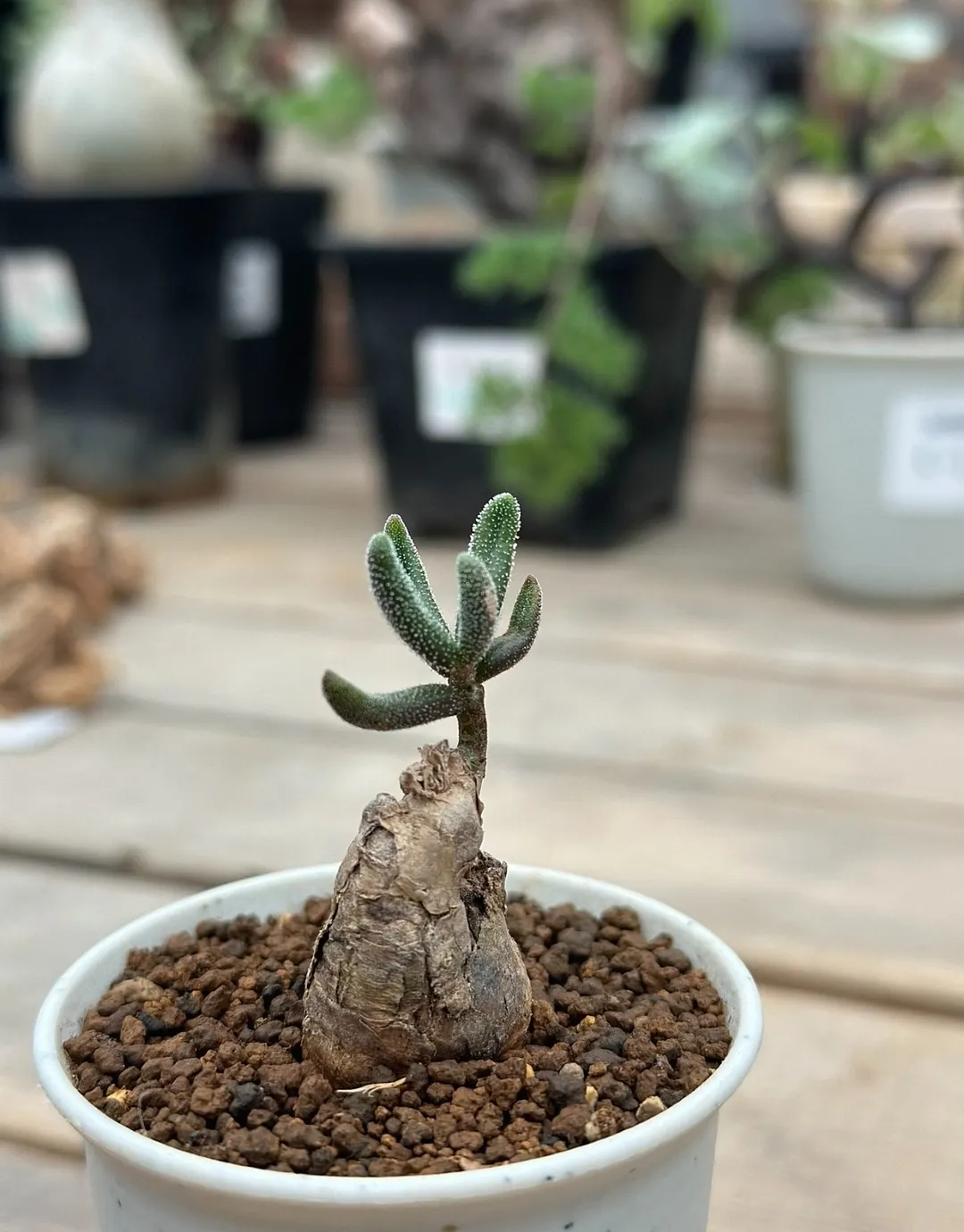 plant Aeonium Echeveria Haworthia  Caudex  Lithops Cactus  Agave 