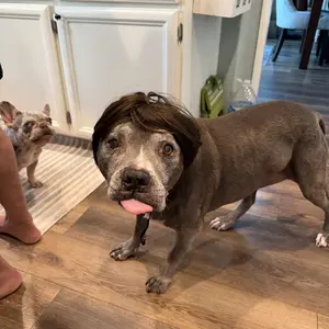 Customer pet wig dress-up style 6